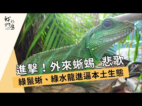 【外來種入侵】進擊！外來蜥蜴-悲歌｜綠鬣蜥、綠水龍進逼本土生態 (我們的島 第721集 2013-08-26)