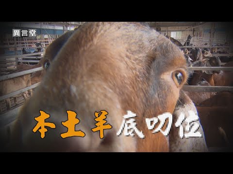 【民視異言堂】國產不敵進口羊！羊農二代拚翻轉 現代化飼養 沒騷味的本土羊肉征服味蕾