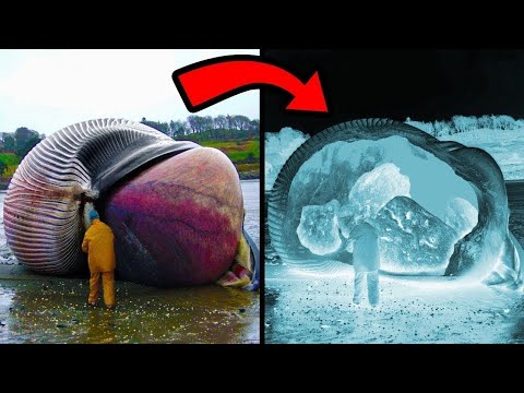 Die Verrücktesten Dinge, Die In Tieren Gefunden Wurden!