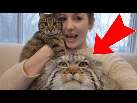 Living with a MANUL:My MANUL Hates the Other Cats.The Battle for Mom’s Love!