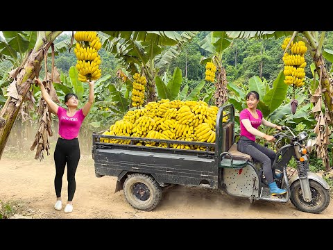 Harvest Lots Of Banana, Use 3-Wheeled Truck Transport Many Banana Goes To Countryside Market Sell
