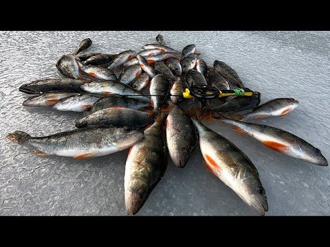 ОКУНЬ на БЕЗМОТЫЛКУ. Техники ПРОВОДОК. Ловим на ЛЕСОТКУ. Перволедка. Сезон 2019-2020.