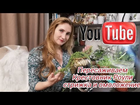 Пересаживаем Крестовник Роули. Как я стригу и  омолаживаю свои растения...