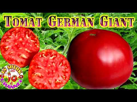 Какие сорта томатов я выбрала для раннего посева