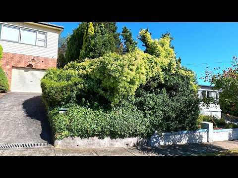 What Happens When You Let a Garden Get REALLY Out of Control