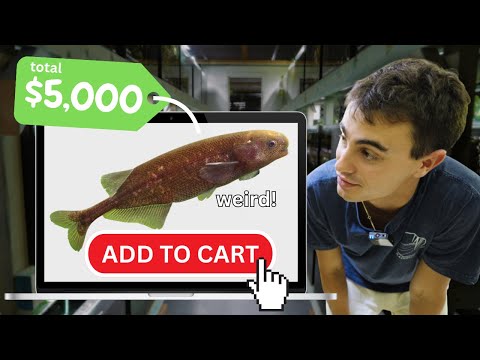 $5,000 in Freshwater Fish for the Shop (Import Day) 