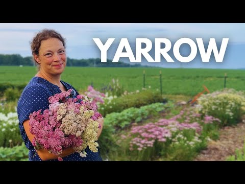 This Flower Is Hands Down One of My Favorites