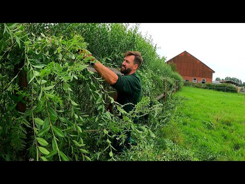 This Farm NEEDS SATISFYING Pruning Of OVERGROWN Hedge Next To Stables
