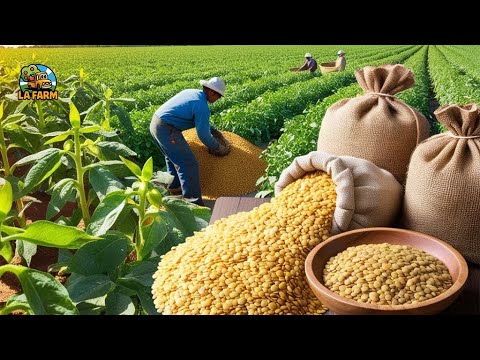 Everyone knows it and has tasted it! Discover how LENTILS are produced!