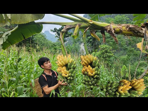 Harvest RIPE Bananas Like a Pro! - Clear weeds around the house | Triệu Văn Tính