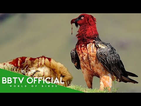 30 Deadliest Birds On The Planet | Wildlife Documentary | BBTV Official
