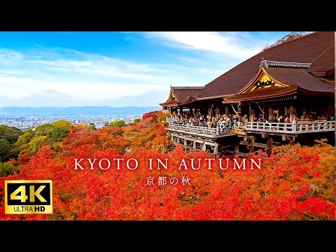 【4K Japan Walk】Beautiful Autumn Kyoto | Walk around 8 popular spots for autumn leaves