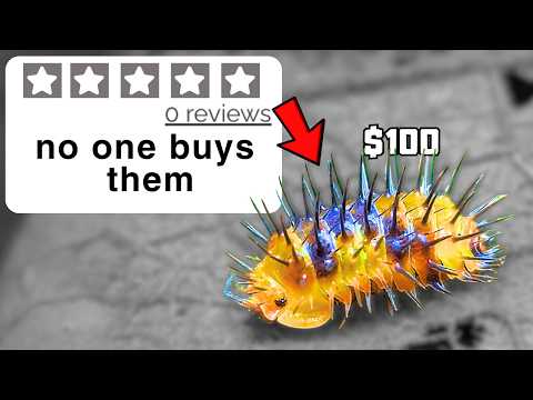 I Bought 0 Review Pets Online...