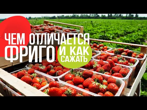 Рассада фриго: чем отличается и как сажать!
