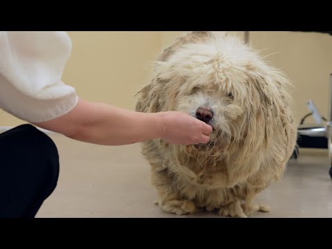 [재능기부] 누더기 방치견 새로‼️가족을 찾습니다🙏|Poor neglected dog!!I'm looking for an adoptee