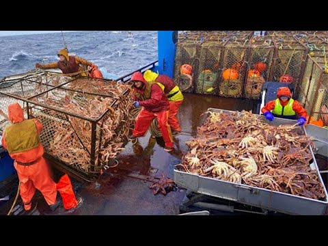 King Crab Fishing in Icy Seas: Thousands of Tons of King Crab Caught Every Hour