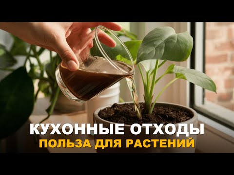 THE VALUE OF HOUSEHOLD WASTE. DIY fertilizer from kitchen scraps.