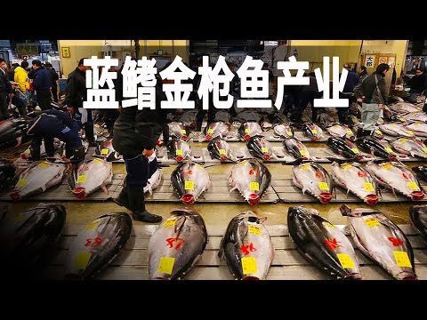 走進世界最大的藍鰭金槍魚工廠和拍賣市場，它最重能長到700公斤，價值數百萬美元