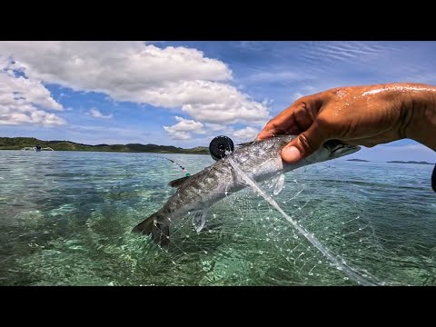 Napakababaw Lang Pero Ang Daming Barracuda Dito!