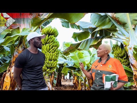 How she Left the UK🇬🇧, to Start Banana farming Business in Zimbabwe