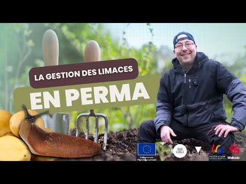 La gestion des limaces dans un jardin en permaculture - Eveil Comesti Lab