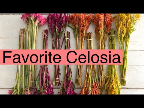 Five Best Celosia We Use On The Farm | PepperHarrow Farm