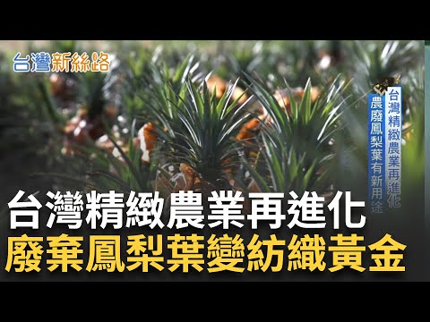 台灣特有鳳梨品種 廢葉成紡織生力軍 台灣精緻農業再進化! 再生循環成外銷要素 老成衣商攜上下游轉型 台灣紡織業迎新春天｜【台灣新思路】20240826｜三立iNEWS