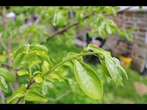 Grafting Persimmon Trees: A few points