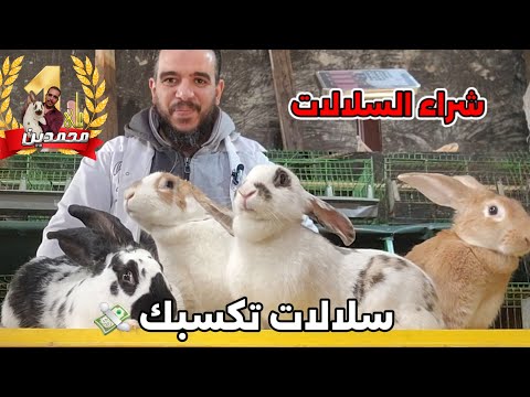 سلسلة ارانب علي محمدين.ثاني خطوات النجاح شراء الارانب حلقة(2)