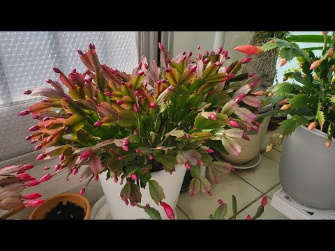 Crayfish cactus 🦞 //🌺 When the flower buds come up, do this // to bloom without a single one fall...