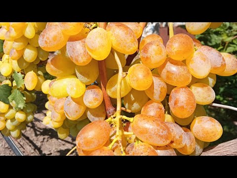 Кращі сорти винограду для ринку