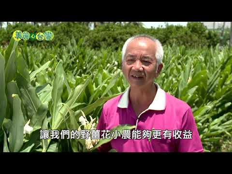 【屏東鹽埔】野薑花一身是寶 經濟效益高 | 有機無毒 | 266 | #美麗心台灣