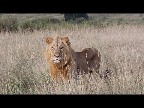 Keeping up with dominant Male lions of Nairobi national park