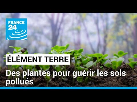 Des plantes pour guérir les sols pollués • FRANCE 24