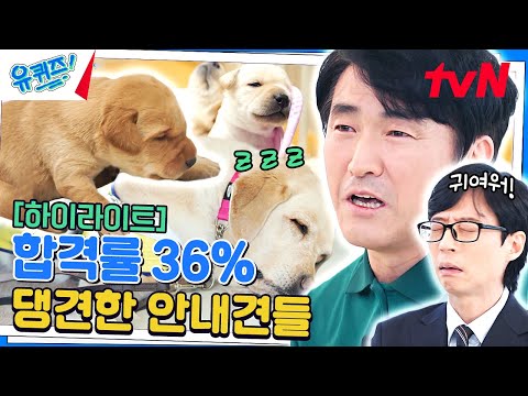 강아지 귀🎀여💗워🐶 안내견 훈련사와 시범견 자기님들의 댕단한 이야기 #highlight#유퀴즈온더블럭 | YOU QUIZ ON THE BLOCK EP.231