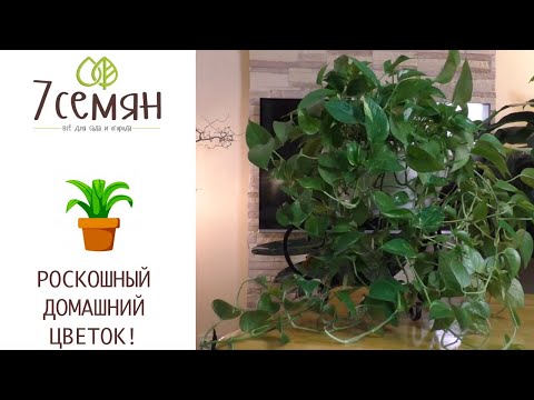 УДИВИТЕЛЬНЫЙ КОМНАТНЫЙ ЦВЕТОК СЦИНДАПСУС УКРАСИТ ВАШ ДОМ!!!