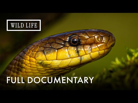 Death by Serpent: Ranking Asia's Most Lethal Snakes | Asia's Deadliest Snakes | Full Documentary