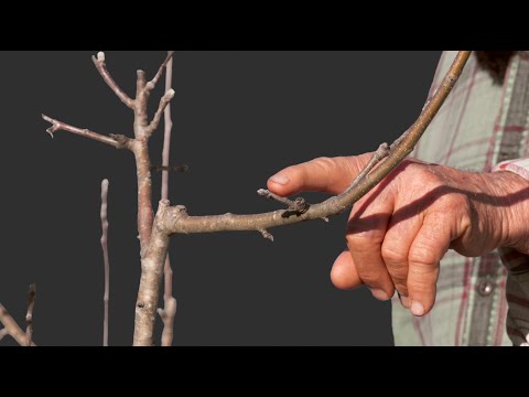 Winter Pruning and Training a 3 Year Old, Golden Russet, Apple Tree