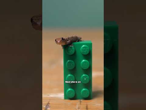 1 month old baby gecko