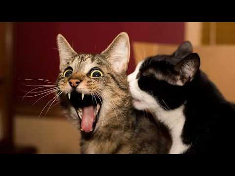 Cats and Dogs Being Weird