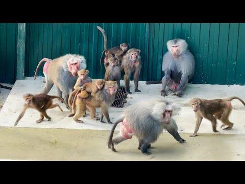 We've never seen DOM2 like this! The whole pack is EXCITED to the max! Galloping around the enclo...