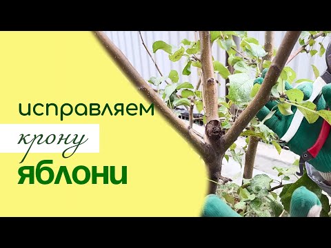 How to PROPERLY SHAPE and PRUN a young APPLE TREE