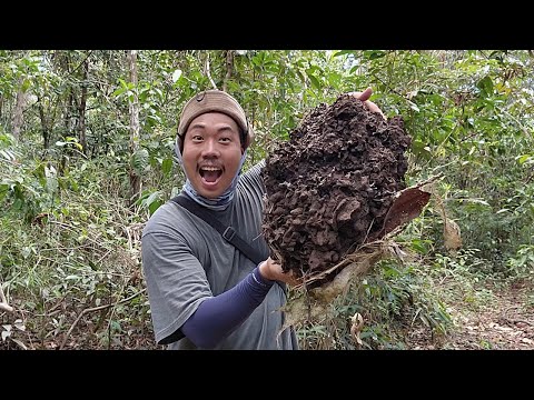 아마존에서 이 덩어리는 절대 먹지 마세요