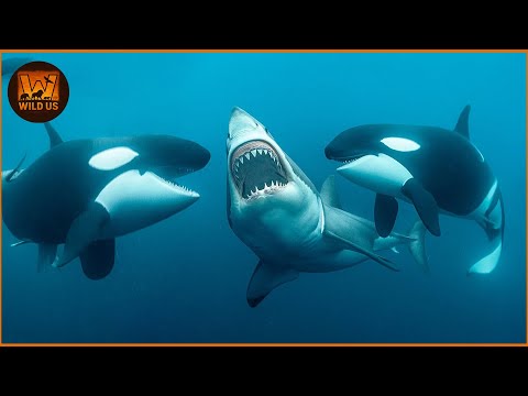 Most Terrifying ORCA Attacks Ever Recorded | Wild Animals