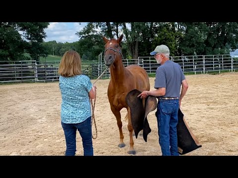 Horse Panics when being Saddled