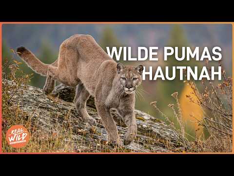 Die anpassungsfähigste Katze: Wilde Pumas hautnah | Doku