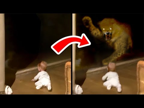 When Predators Don't Know What Glass Is