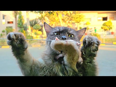 A stray cat jumped on my car and asked me to take her kittens home..