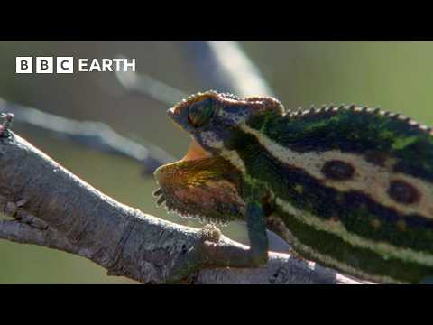 The Hidden World of Cold-Blooded Animals | BBC Earth