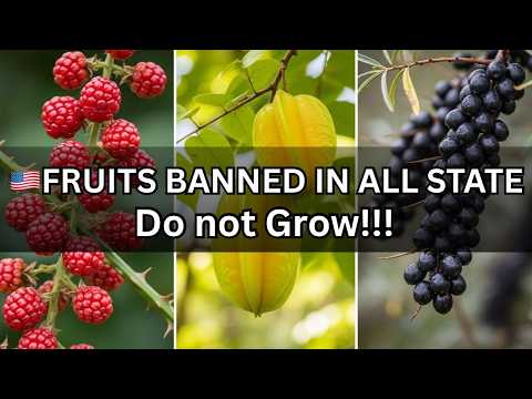 15 ILLEGAL FRUITS YOU CAN’T GROW IN AMERICAN GARDENS !!!